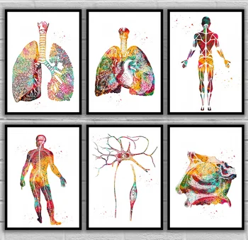 На белите дробове и сърцето Изкуството на белите дробове Мъжки мускулната система, Нервната система на Невроните Клетки Раздел носа Анатомический Медицински и научен плакат
