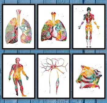На белите дробове и сърцето Изкуството на белите дробове Мъжки мускулната система, Нервната система на Невроните Клетки Раздел носа Анатомический Медицински и научен плакат 1