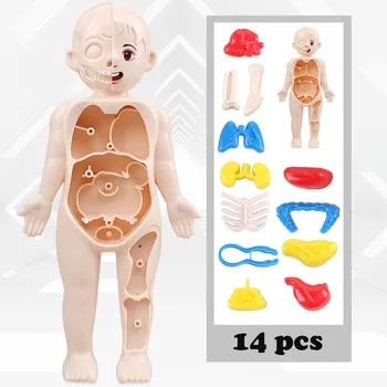 Дете 3D Пъзел Анатомия на Човешкото Тяло Модел на Монтесори на Aicc модул за Обучение Орган Събрана Играчка Орган на Тялото Образователен Инструмент За Деца